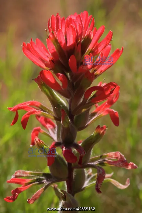 : Desert Paintbrush : Desert Paintbrush