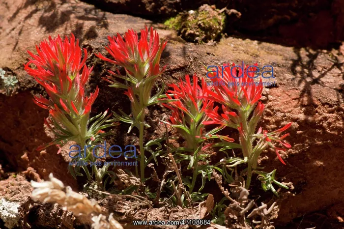  : Desert paintbrush (Castilleja chromosa). Zion National