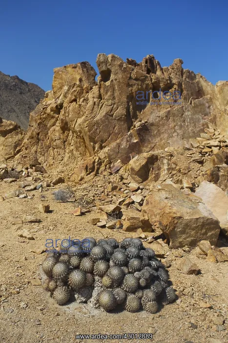 : Desert - Pan de Azucar National Park - Chile : Desert - Pan de Azucar National Park - Chile
