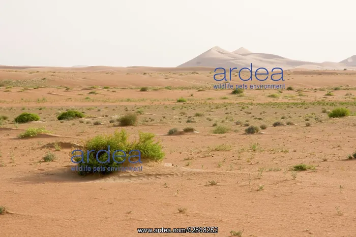 : Desert - patterns on sand : Desert - patterns on sand