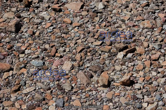  : Desert Pavement