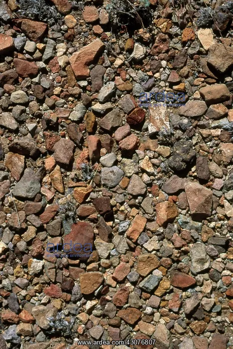 : Desert Pavement : Desert Pavement