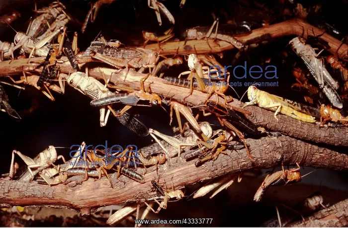 : DESERT PLAGUE LOCUST : DESERT PLAGUE LOCUST