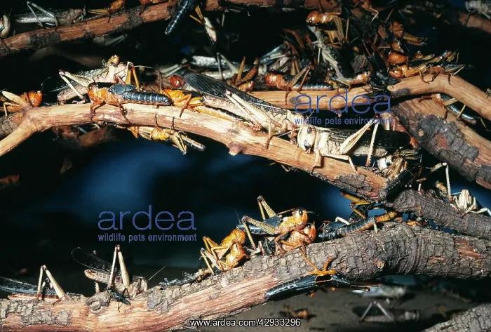 : Desert 'PlagueI Locust : Desert 'PlagueI Locust