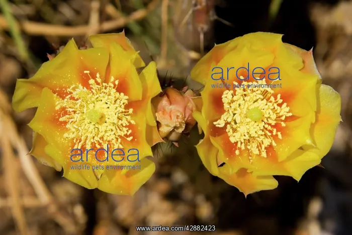: Desert Prickly Pear - The flowers of this cactus : Desert Prickly Pear - The flowers of this cactus