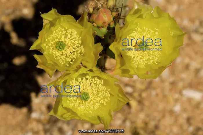 : Desert Prickly Pear - The flowers of this cactus : Desert Prickly Pear - The flowers of this cactus