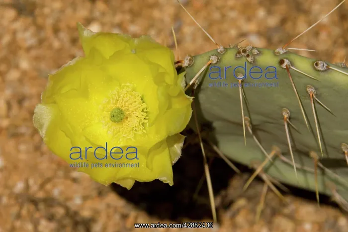 : Desert Prickly Pear - The flowers of this cactus : Desert Prickly Pear - The flowers of this cactus