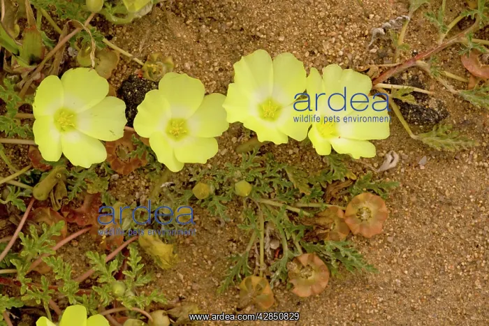 : Desert Primrose : Desert Primrose
