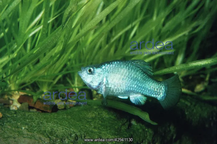 : Desert Pupfish - male endemic species to Death Valley : Desert Pupfish - male endemic species to Death Valley
