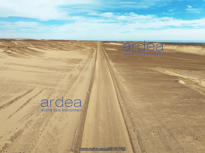 : Desert road in the Namib Desert : Desert road in the Namib Desert