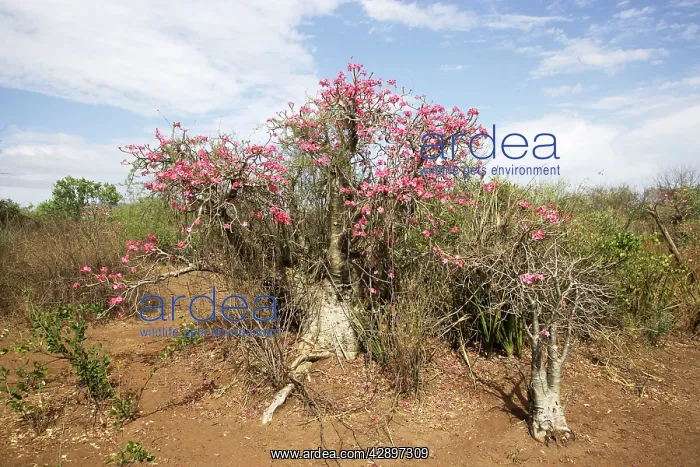 : Desert Rose : Desert Rose