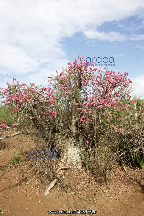 : Desert Rose : Desert Rose