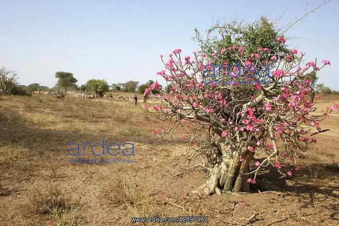 : Desert Rose : Desert Rose
