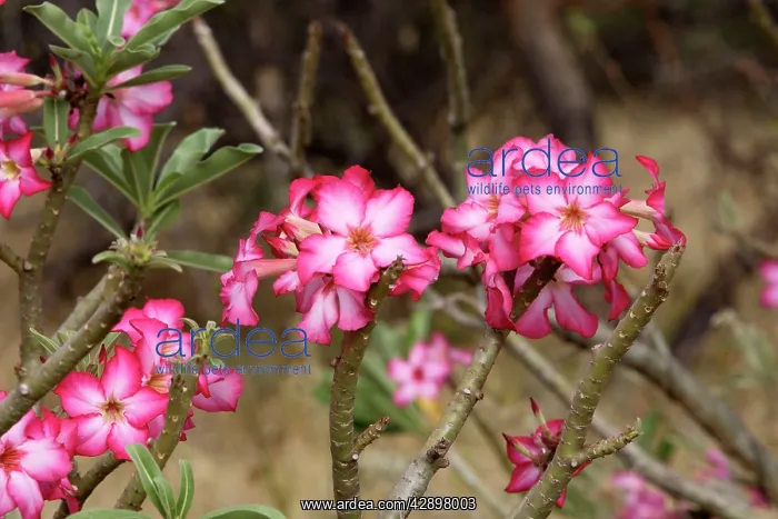  : Desert Rose