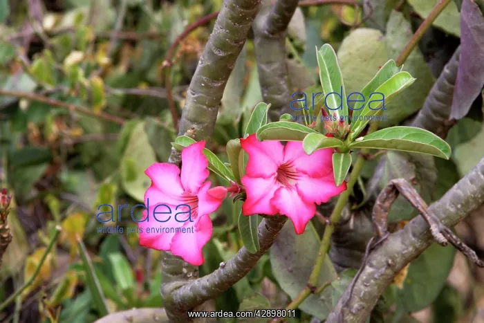  : Desert Rose