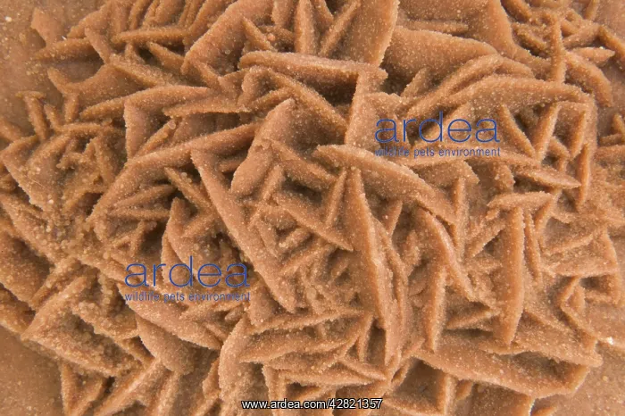 : 'Desert Rose' - Calcium sulphate : 'Desert Rose' - Calcium sulphate