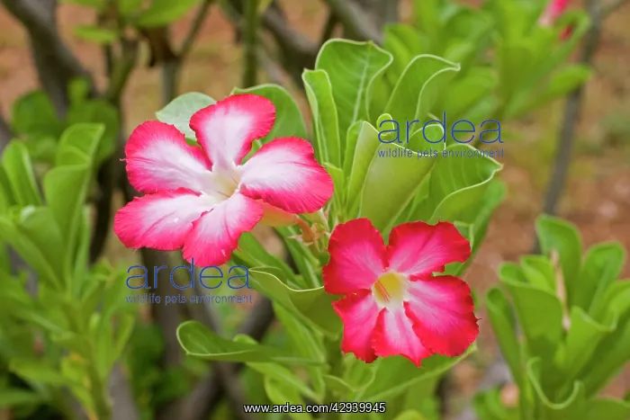: Desert Rose - close-up of flowers : Desert Rose - close-up of flowers