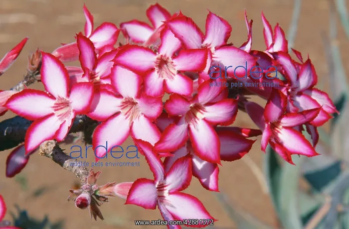 : Desert Rose / Impala Lily - close-up of flower in bloom : Desert Rose / Impala Lily - close-up of flower in bloom