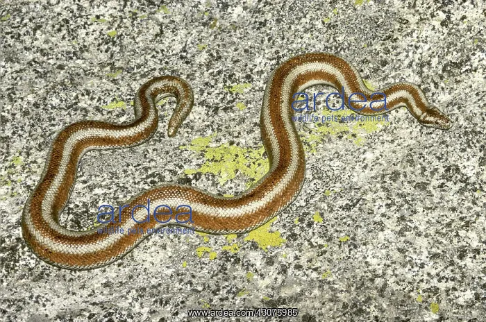 : Desert Rosy Boa : Desert Rosy Boa
