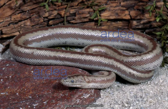 : Desert Rosy Boa : Desert Rosy Boa
