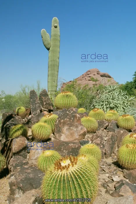 : Desert - Saguaro & Gold Barrel Cactus : Desert - Saguaro & Gold Barrel Cactus