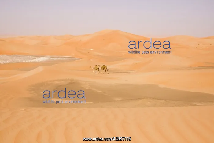 : Desert scene with Dromedary Camels : Desert scene with Dromedary Camels