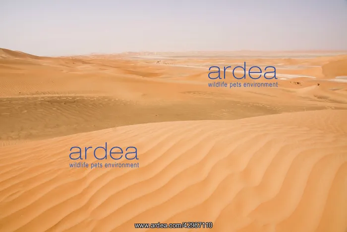 : Desert scene with Dromedary Camels in background : Desert scene with Dromedary Camels in background