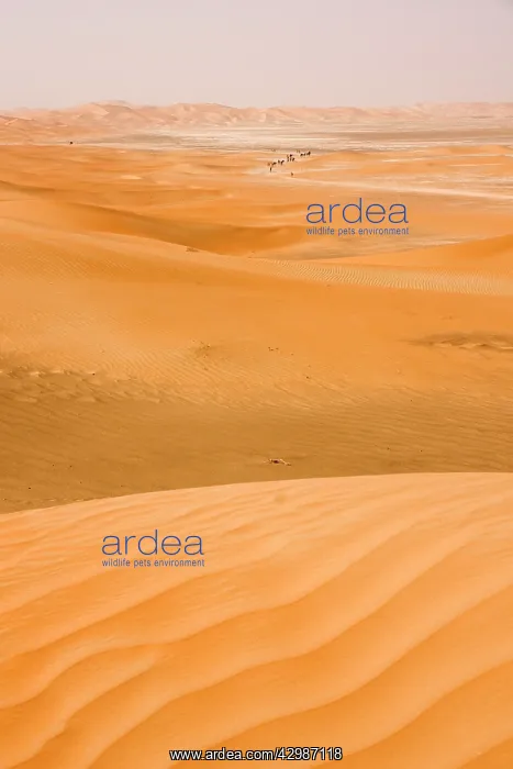 : Desert scene with Dromedary Camels in background : Desert scene with Dromedary Camels in background