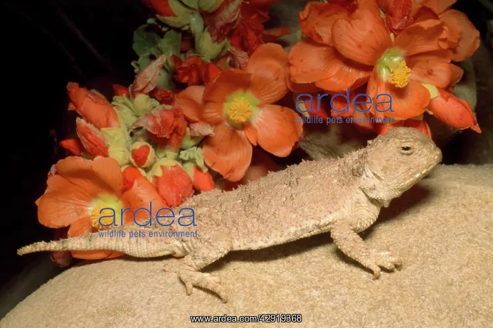 : Desert Short-horned Lizard - & poppy mallow : Desert Short-horned Lizard - & poppy mallow