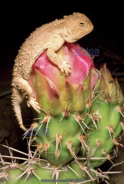 : Desert Short-horned Lizard - on pricklypear cactus : Desert Short-horned Lizard - on pricklypear cactus