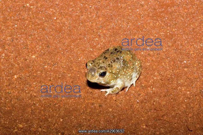 : Desert Shovelfoot / Desert Spadefoot Toad : Desert Shovelfoot / Desert Spadefoot Toad