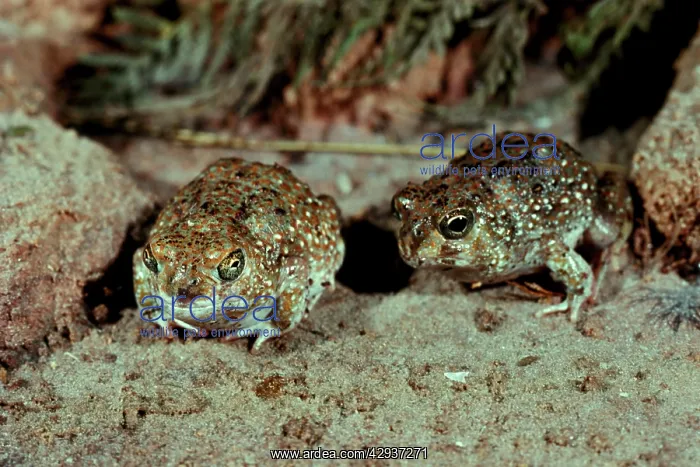 : Desert spadefoot toads - Occurs in arid areas : Desert spadefoot toads - Occurs in arid areas