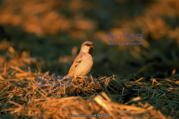 : Desert Sparrow - male : Desert Sparrow - male
