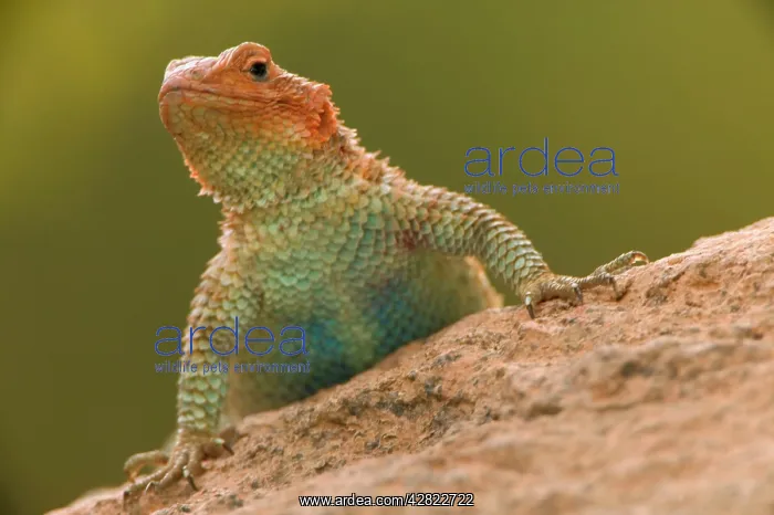  : Desert Spiny Lizard