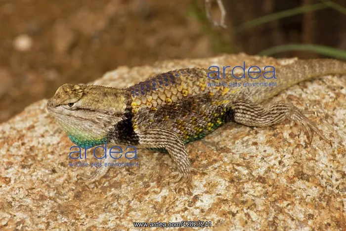  : Desert Spiny Lizard