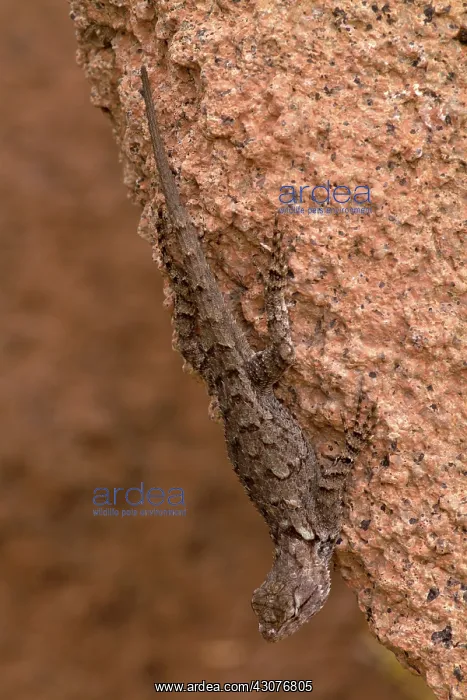 : Desert Spiny Lizard : Desert Spiny Lizard