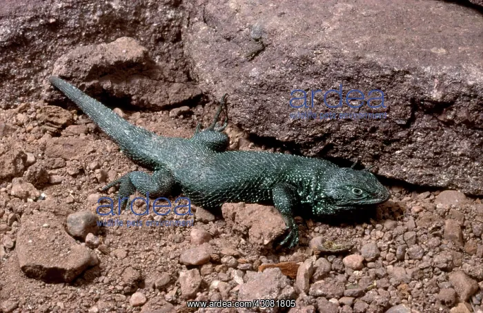 : Desert Spiny Lizard : Desert Spiny Lizard