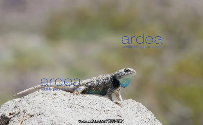 : Desert spiny lizard : Desert spiny lizard
