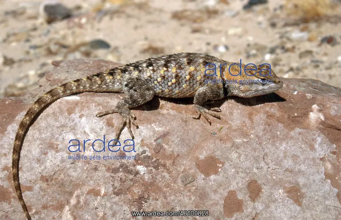 : Desert Spiny Lizard : Desert Spiny Lizard