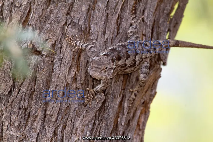 : Desert Spiny Lizard female : Desert Spiny Lizard female