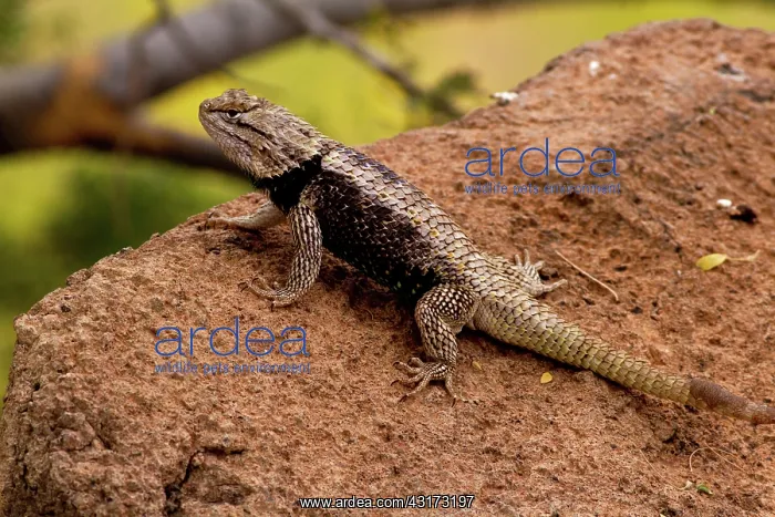 : Desert Spiny Lizard male : Desert Spiny Lizard male