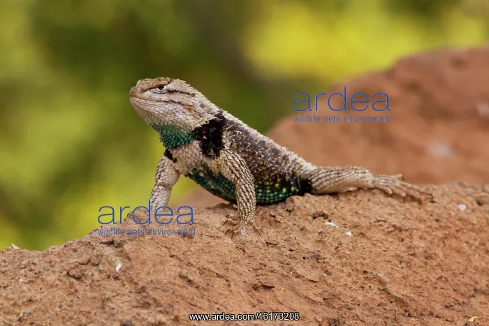 : Desert Spiny Lizard male : Desert Spiny Lizard male