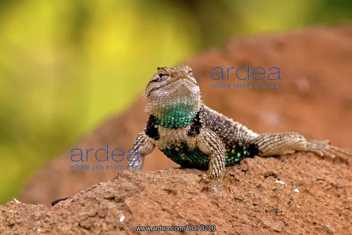 : Desert Spiny Lizard male : Desert Spiny Lizard male