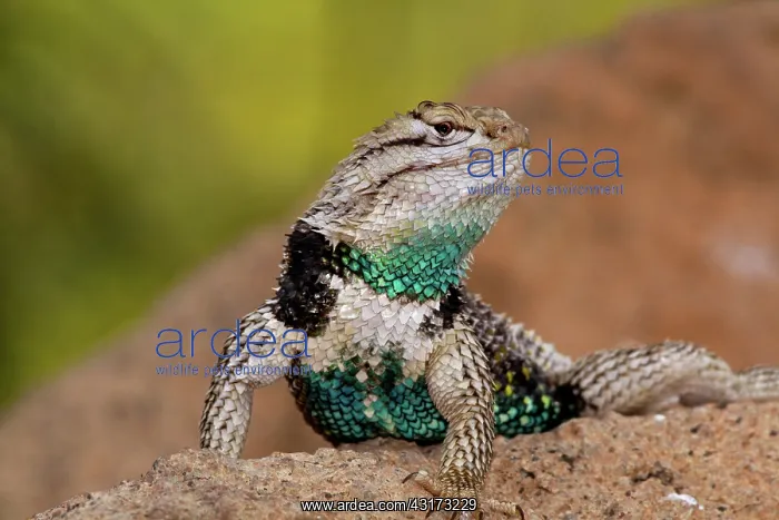 : Desert Spiny Lizard male : Desert Spiny Lizard male