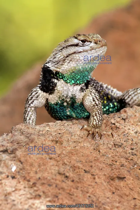 : Desert Spiny Lizard male : Desert Spiny Lizard male
