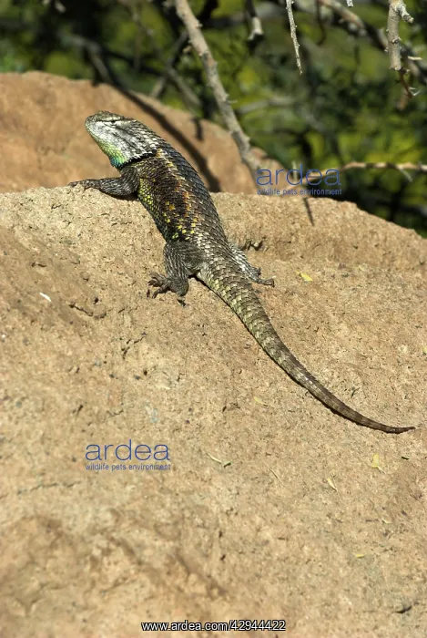 : Desert Spiny Lizard - On rock : Desert Spiny Lizard - On rock