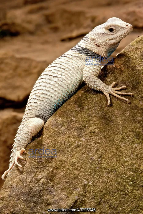 : Desert Spiny Lizard, Sceloporus magister : Desert Spiny Lizard, Sceloporus magister