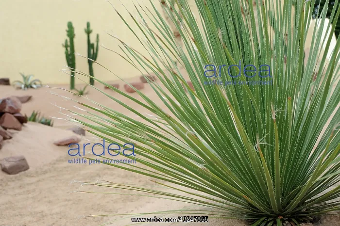 : Desert Spoon : Desert Spoon