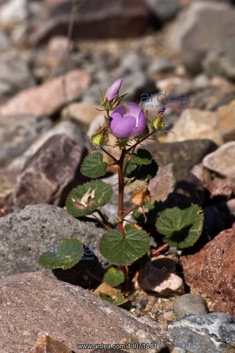 : Desert Five Spot ( Eremalche rotundifolia). California : Desert Five Spot ( Eremalche rotundifolia). California