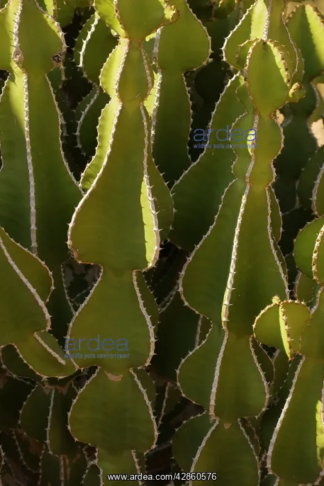 : A desert spurge : A desert spurge